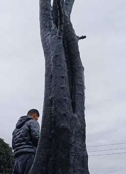 大货地景原生母桩看上的来聊