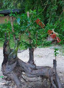 两个假山金弹子原生母，看上来聊