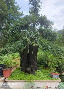 金弹子老桩花园金弹子