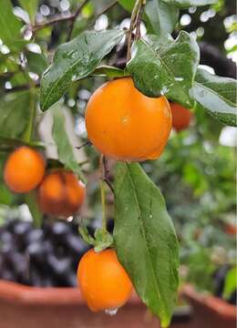 “金弹子”做盆景很好看，养护也较简单，注意这几点即可