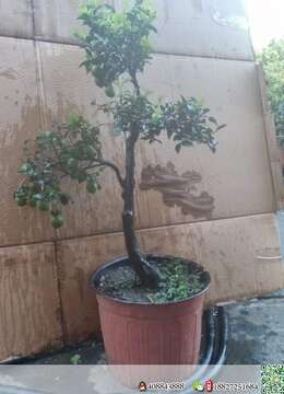 金弹子生桩金弹子●株洲四季果金弹子