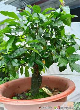 金弹子树桩盆景私家金弹子交易市场