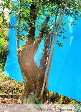 金弹子熟桩，优惠出