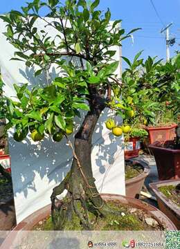 国庆特惠，喜欢的老板联系喔