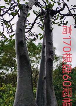 漂亮大桩，大货熟桩金弹子，有喜欢赶紧下单