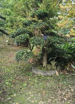 金弹子年功桩，别墅庭院首选，喜欢的老板联系喔