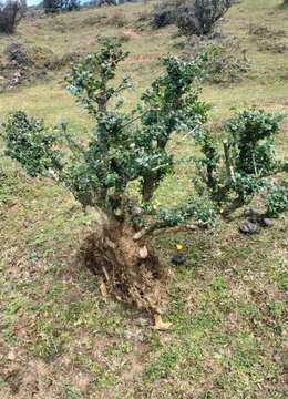 最后两颗一起打包价格优惠