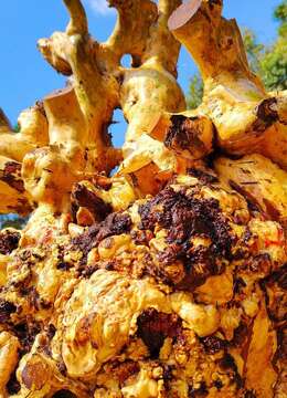 漂亮紫薇坨坨，有喜欢赶紧下单