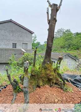 金弹子下山桩青岛金弹子地景的联系方式