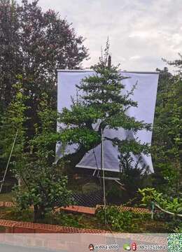 挂果金弹子江苏金弹子树桩盆景在哪有卖的