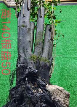 漂亮抱石熟桩金弹子，大母桩，有喜欢赶紧下单，