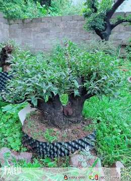 野桂花熟装大庄价格小贵