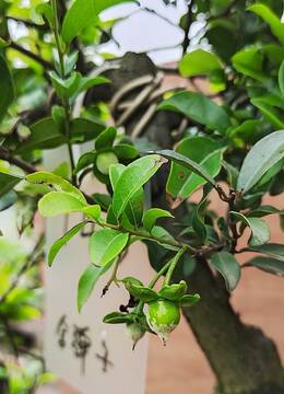 个人赏玩143号小品金弹子已抖音发布的金弹子品种