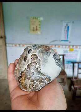 金弹子树桩盆景金弹子实物照片