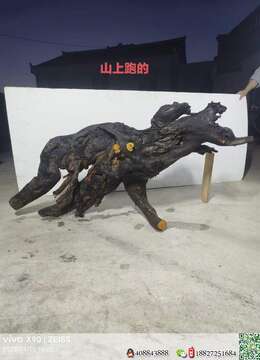 金弹子生桩修剪造型好四季果金弹子