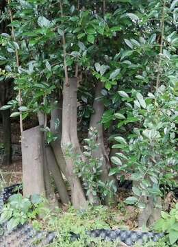 熟桩假山枞林看上的来聊