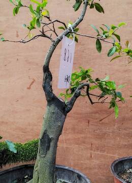 四川金弹子168号原产四川的挂果金弹子盆景四川老桩金弹子