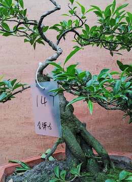 147号树桩盆景金弹子抖音放漏金弹子还是矮霸金弹子图片