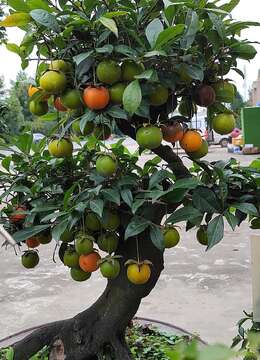 老鸦柿什么时候嫁接最好