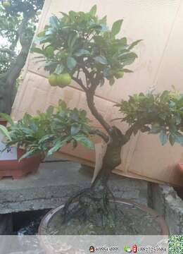 金弹子树桩盆景金弹子树疙瘩