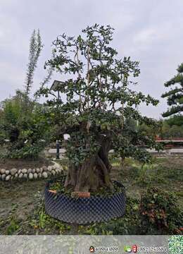 金弹子大桩，喜欢的老板联系喔