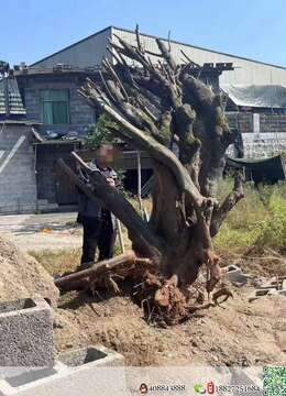 挂果金弹子金弹子★武汉小叶金弹子