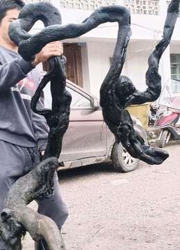 金弹子下山桩树疙瘩金弹子