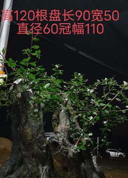 千斤大桩，大熟桩金弹子。嫁接好血红果，大果，古桩金弹子，别墅庭院首选