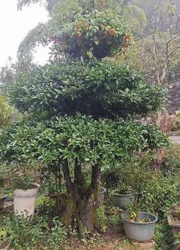 金弹子盆景价格金弹子传统