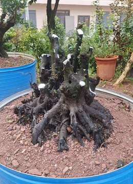 金弹子盆景◎丛林金弹子基地の