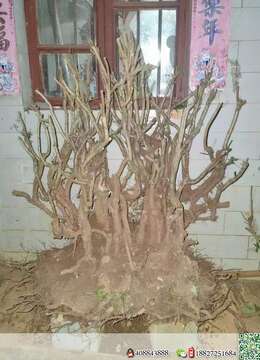 金弹子盆景金弹子树瘤