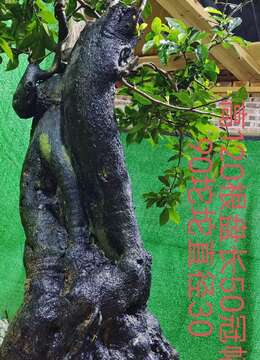 漂亮大货熟桩金弹子，有喜欢赶紧下单，