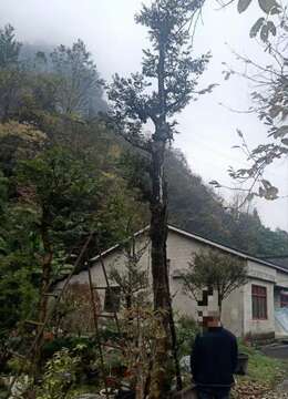 湖北瓜子黄杨米经17移栽多年