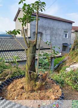 金弹子熟桩，喜欢的老板联系