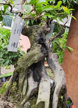 提根金弹子106号，庭院盆景已挂果樱桃果金弹子老桩