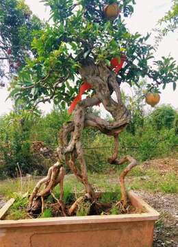 漂亮提根石榴盆景，走势动感十足，