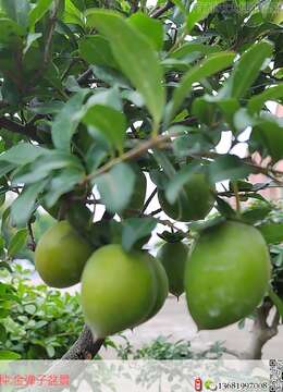 老鸦柿夏天怎么浇水