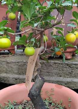 金弹子盆景和老鸦柿盆景的区别