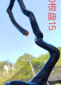 刚刚下山新鲜漂亮母桩金弹子，有喜欢赶紧下单