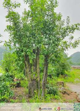 金弹子树桩盆景长沙四季果金弹子实物照片