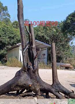 金弹子网金弹子买卖价格