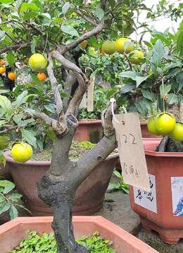 金弹子 精品盆栽