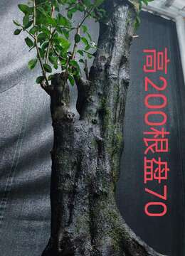 漂亮大桩。几年大熟桩金弹子，有喜欢赶紧下单，