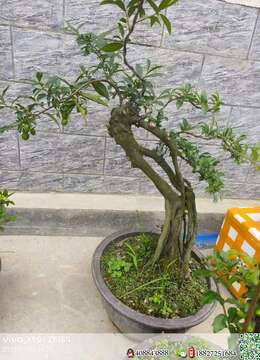 金弹子盆景价格金弹子◎保康金弹子树桩