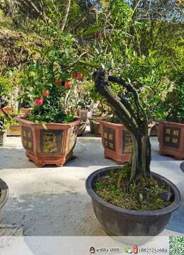 金弹子盆景金弹子树疙瘩