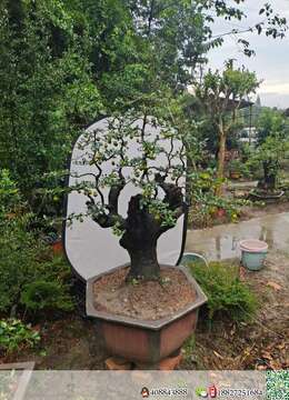 金弹子熟桩◎通派小叶金弹子→