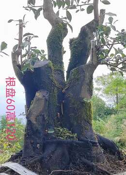 金弹子网↗垂枝小叶金弹子←