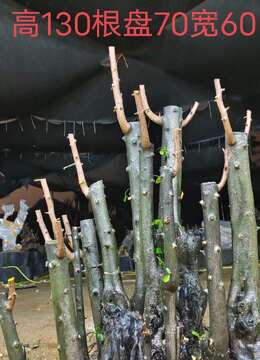 漂亮大桩，几年大熟桩金弹子，嫁接血红果，有喜欢赶紧下单，