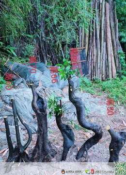 金弹子树桩盆景宜都金弹子老桩出售价格