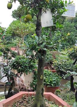 怎样养护老鸦柿